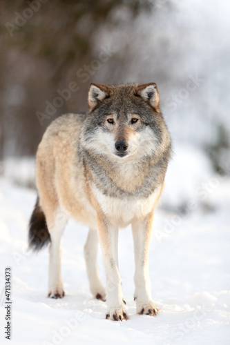 Portrait of brown wolf on snow covered field in the forest © kjekol