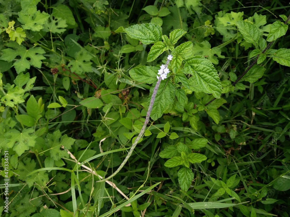 Sri Lankan White Potter Weed plant (sudu balunaguta) Sri Lankan White Potter Weed plant (sudu balunaguta)