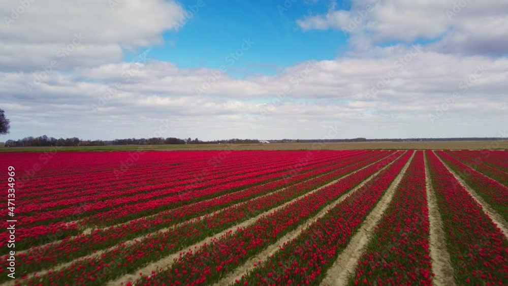 Tulips in red in a field during a spring day. Drone point of view from above. Flowers are one of the main export products in the Netherlands and especially tulips and tulip bulbs. Tulips in red in a field during a spring day. Drone point of view from above. Flowers are one of the main export products in the Netherlands and especially tulips and tulip bulbs.