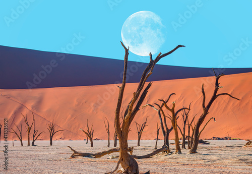 Fototapeta Naklejka Na Ścianę i Meble -  Dead trees in Dead Vlei with full moon - Sossusvlei, Namib desert, Namibia 