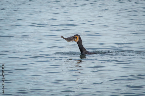 Fotografija Cormorant Trying to Swallow a Full Halibut Fish Whole, Bray