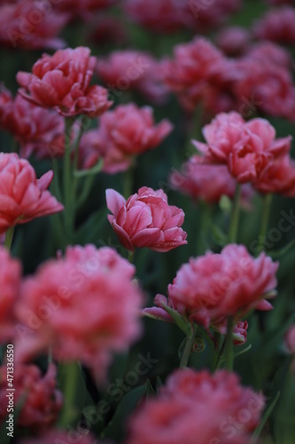 Pink peony tulips grow in a flower bed. 