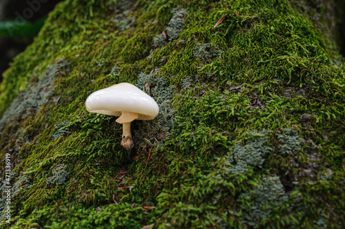 Mushrooms new fresh in a warm sunny autumn forest after rain. Wood mushrooms, fungus