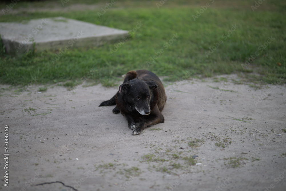 A street stray dog lies on the ground. a homeless dog with sad eyes. A street stray dog lies on the ground. a homeless dog with sad eyes.