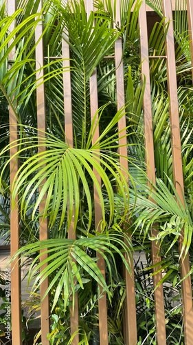 palm tree leaves