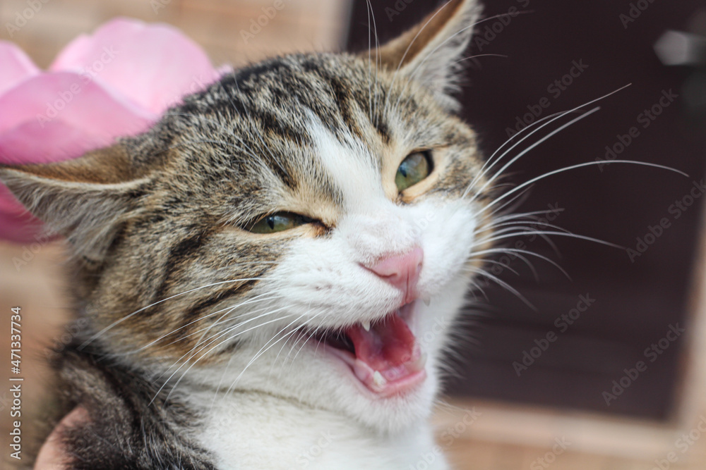 Pretty kitten with a happy smiling face starring at the camera. Cute cat theme Pretty kitten with a happy smiling face starring at the camera. Cute cat theme