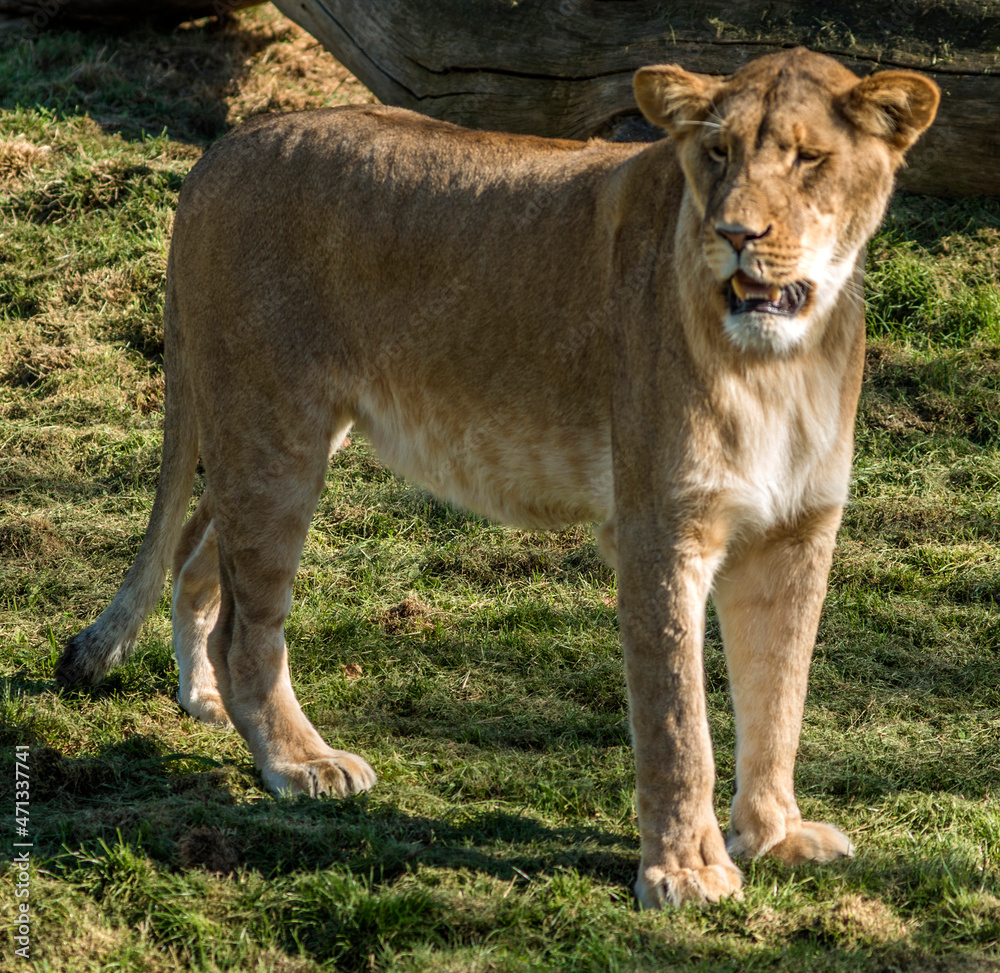 Lionne apprivoisée à Saint-Aignan, Loir-et-Cher, France