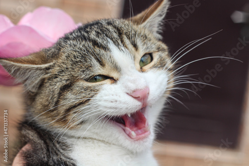 Pretty kitten with a happy smiling face starring at the camera. Cute cat theme