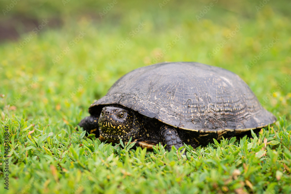 Black turtle on green grass. Animal in the wild concept Black turtle on green grass. Animal in the wild concept