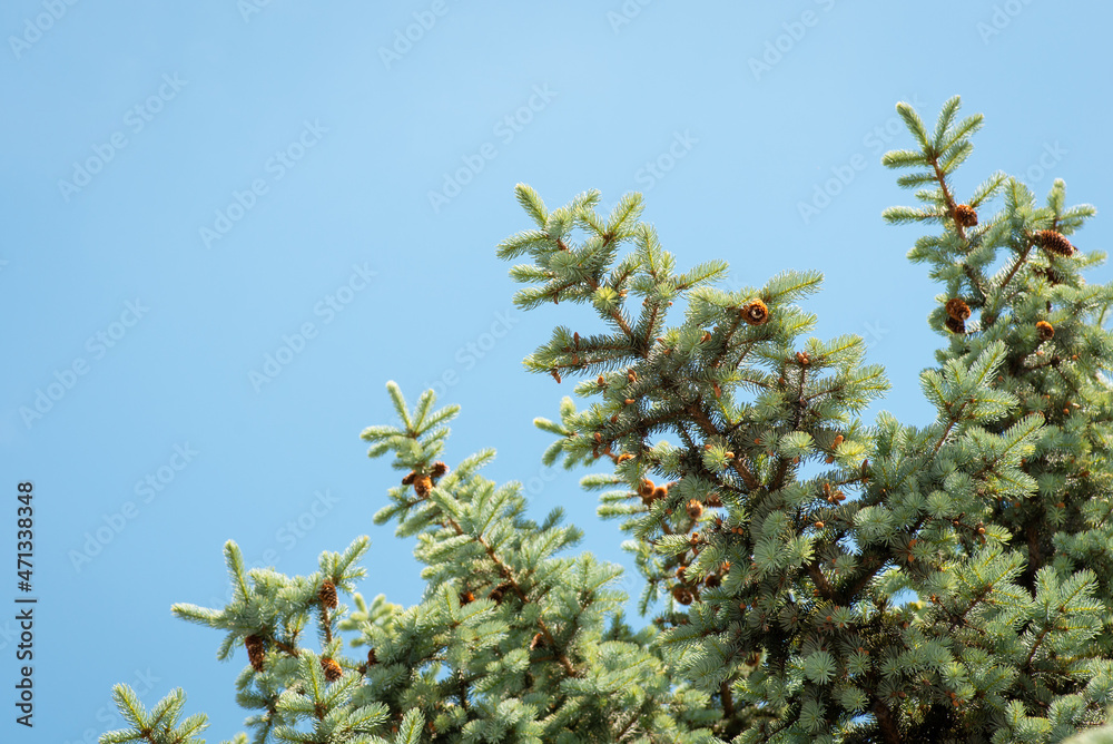 Branches of spruce with cones against bright blue sky. Branches of spruce with cones against bright blue sky.