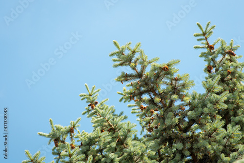 Branches of spruce with cones against bright blue sky.