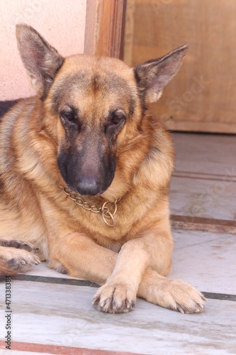 german shepherd dog Potrait