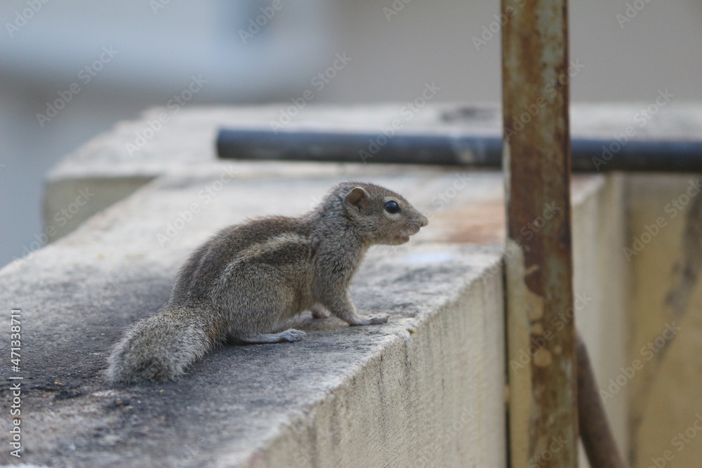 Fototapeta premium squirrel in wall