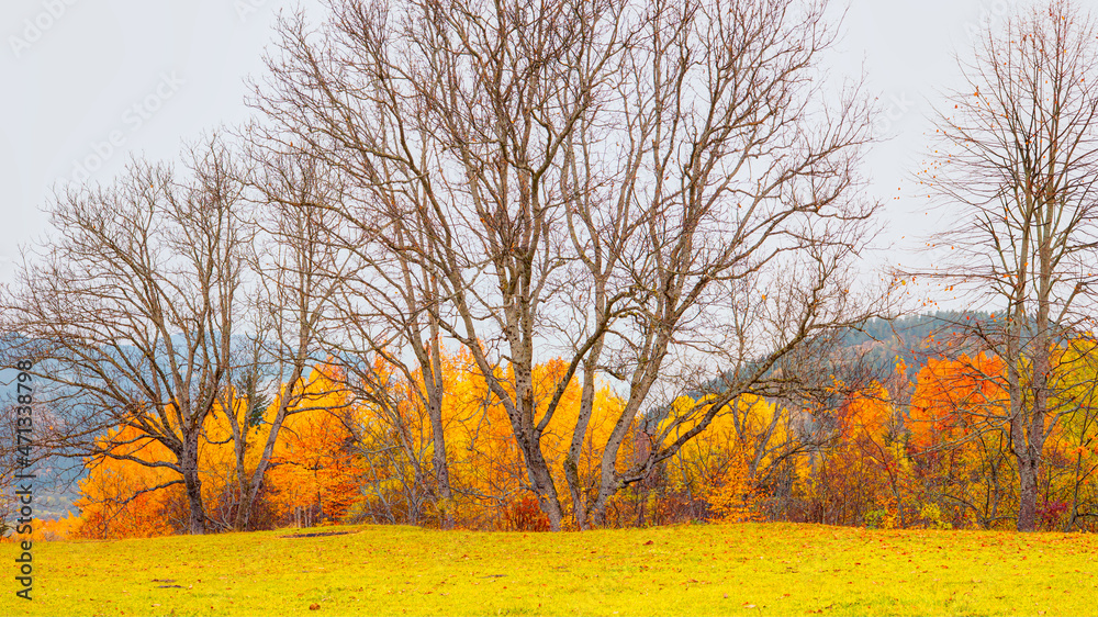 Panoramic view of Savsat highlands on a beautiful autumn day - Scenic image of forest landscape at sunny day - Autumn colorful landscape with colorful tree - Savsat, Artvin