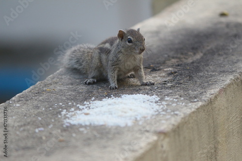 squirrel in the Wall