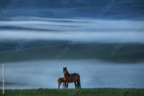 Magical natural landscape. Picture view of a lonely standing horse. Blue fog covers the hills. The mare and the foal stand in the center. Free grazing. Wild horses. Altai. Siberia. Russia