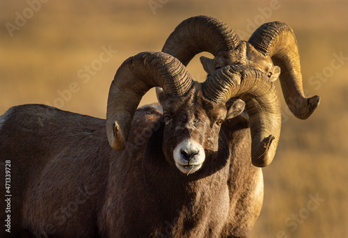 Big Horn Ram's during the rut