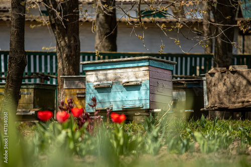 Blossoming garden with apiary. Bees spring under the flowering trees of apple trees. Red tulips on the background of hives. Soft focus. Selective focus