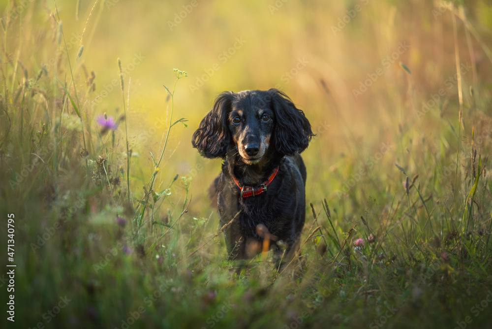 Summer sunny day. A dog sits in a sun-drenched field with tall grass. Close-up of a dachshund. The dog looks directly into the camera. Portrait of a long-haired black and tan thoroughbred dachshund.
