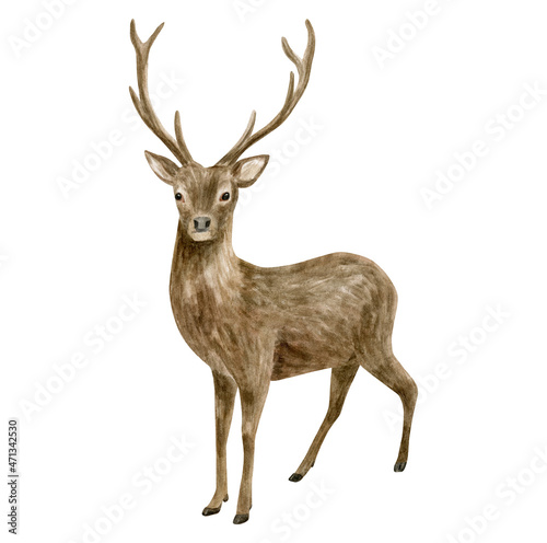 Watercolor deer illustration. Hand painted realistic buck with antlers, male deer sketch. Woodland animal drawing isolated on white background. Brown reindeer, forest mammal. © Olya Haifisch