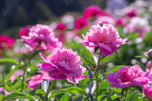 Pale pink peonies on a background of green leaves.