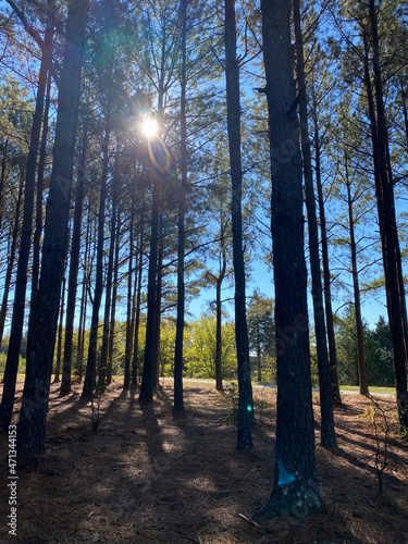 sun rays through trees