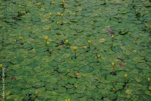 Fragment of pond with yellow water lilies. Beautiful flower carpet. Brandy Bottle. Nupar lutea. Copyspace