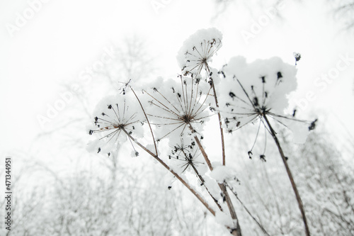 snow bush dill on the background of a snow-covered forest snow cap