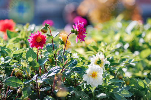 Flowers in a strong bokeh background