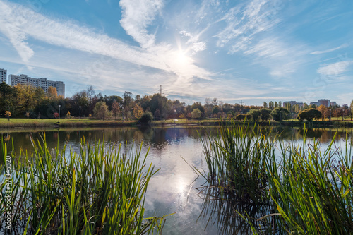 Reeds near the lake in the bright sun