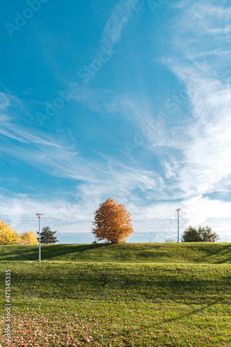 Yellow trees in Moscow Park on a sunny day
