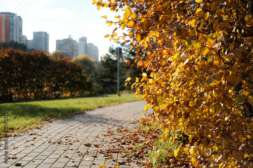 Yellow trees in Moscow Park on a sunny day