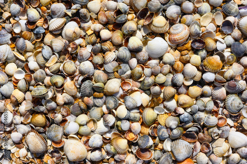 Background from small seashells. There are many small seashells on the shores of the Sea of ​​Azov.