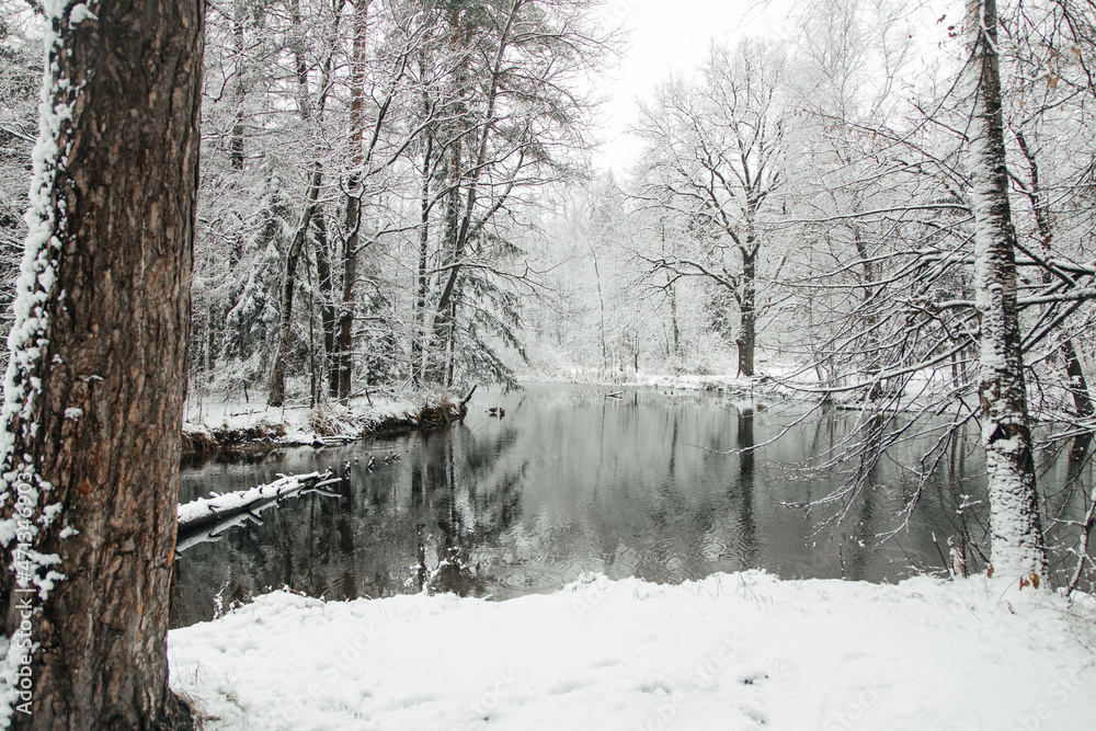 Obraz premium winter landscape of forests and lakes, a light layer of ice on the water, the ducks did not fly away
