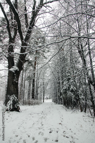 winter landscape park forests alleys, snow-covered trees
