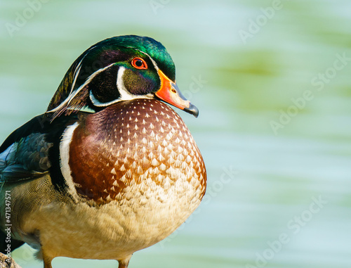 Canvas Print Wood Duck Relaxing