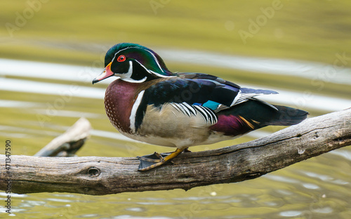 Wood Duck Relaxing