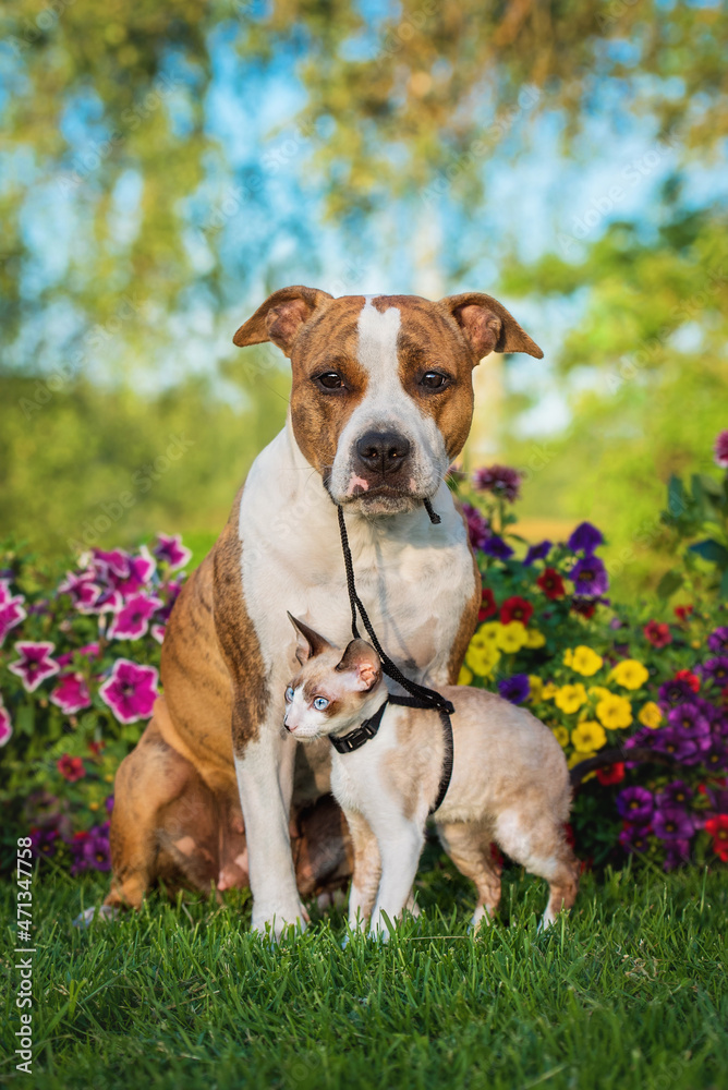 Dog holding kitten on a leash. Friendship of American staffordshire terrier dog and cornish rex kitten.