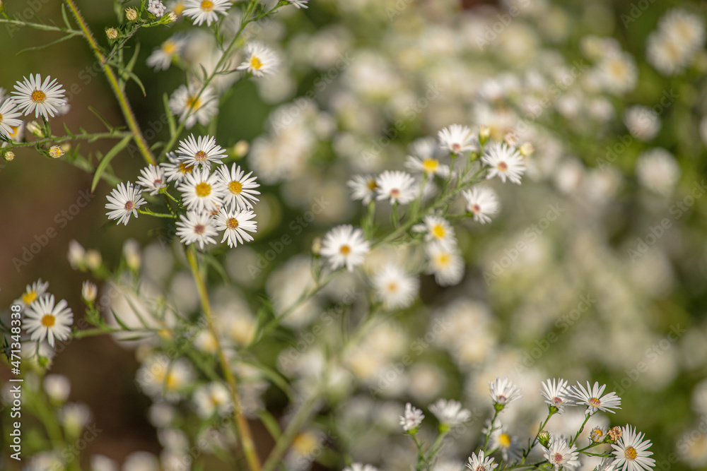Wild white daisy flowers in bloom on a flower bed Wild white daisy flowers in bloom on a flower bed
