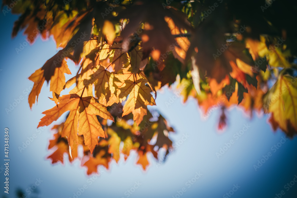 Beautiful autumn colours palette on many leaves foliage close up still on a tree branch on a solid blue sky background Beautiful autumn colours palette on many leaves foliage close up still on a tree branch on a solid blue sky background