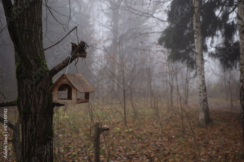 foggy morning in the forest, a house for birds on a tree