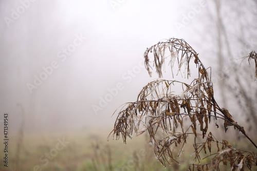 a withered old bush against the background of fog in the forest