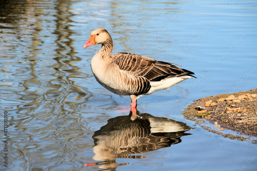 Fototapeta premium A Greylag Goose on the water