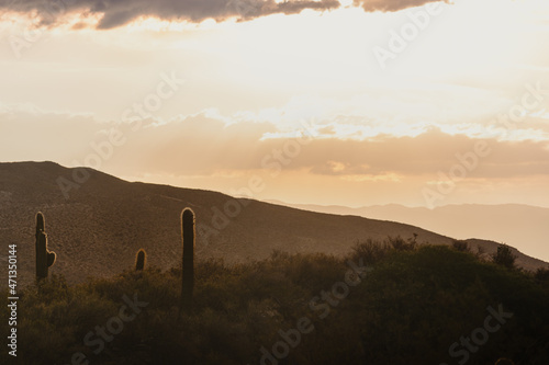 sunrise over the cactuses 