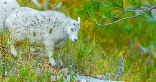The Baby Goat and the Black Hills
Location:  Spearfish, South Dakota