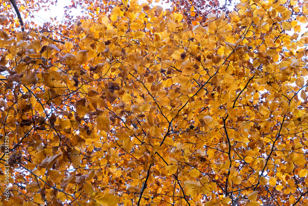 Forest in autumn with trees in falling leaves Forest in autumn with trees in falling leaves