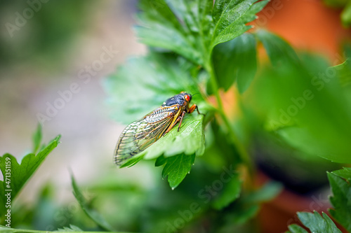 Closeup of celery plant growing in garden container in summer backyard with bokeh background and cicada insect on leaf in 2021 in Virginia