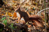 Eurasian red squirrel in the forest (Sciurus vulgaris)
