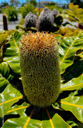 Banksia robur Wildflower Endemic to Australia photo