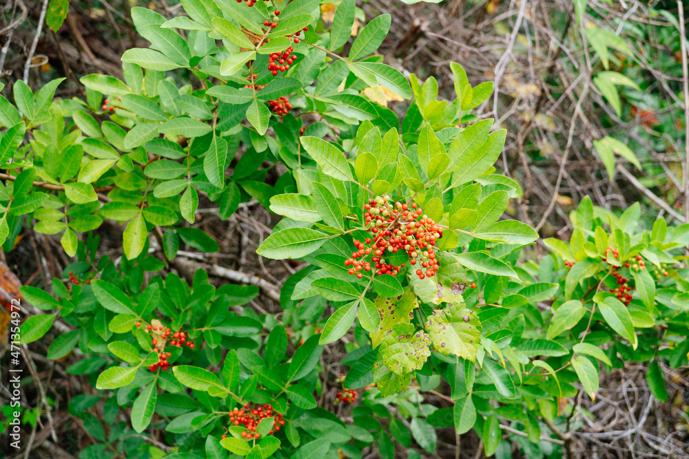 Florida tree leaf in winter Florida tree leaf in winter